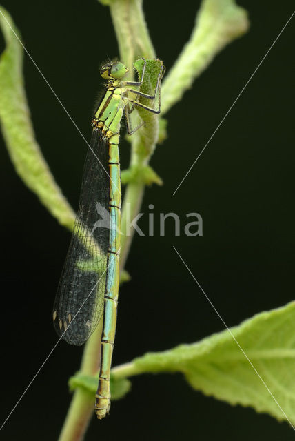 Kanaaljuffer (Erythromma lindenii)