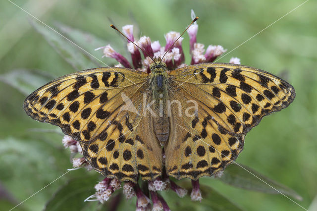 Keizersmantel (Argynnis paphia)