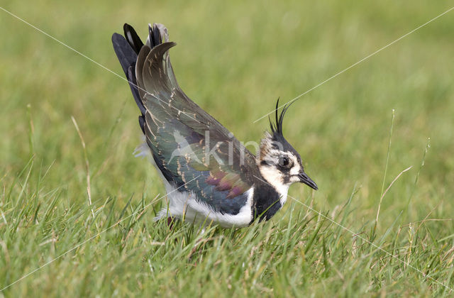 Kievit (Vanellus vanellus)