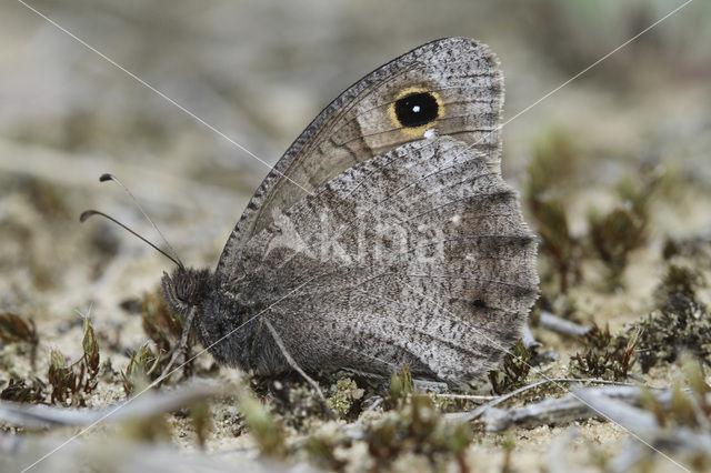 Kleine heivlinder (Hipparchia statilinus)