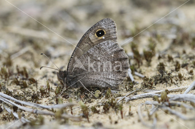 Kleine heivlinder (Hipparchia statilinus)