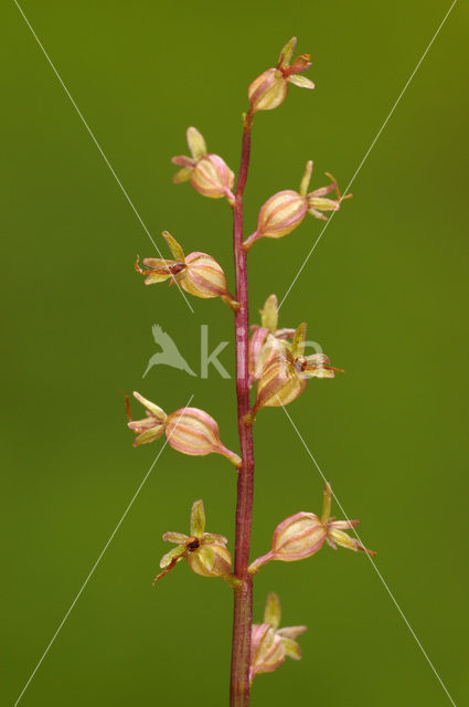 Lesser Twayblade (Listera cordata)