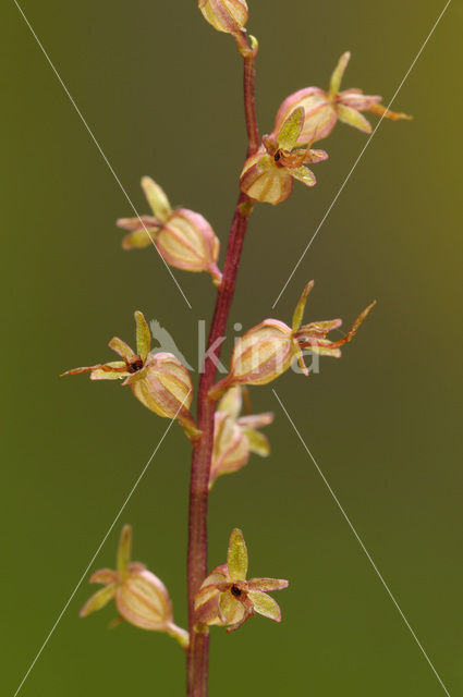 Lesser Twayblade (Listera cordata)