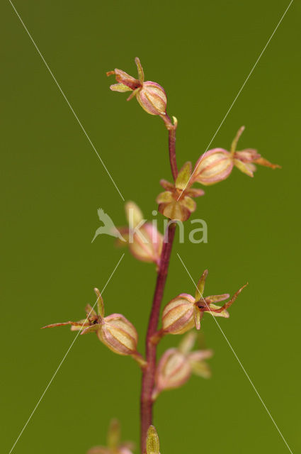 Lesser Twayblade (Listera cordata)