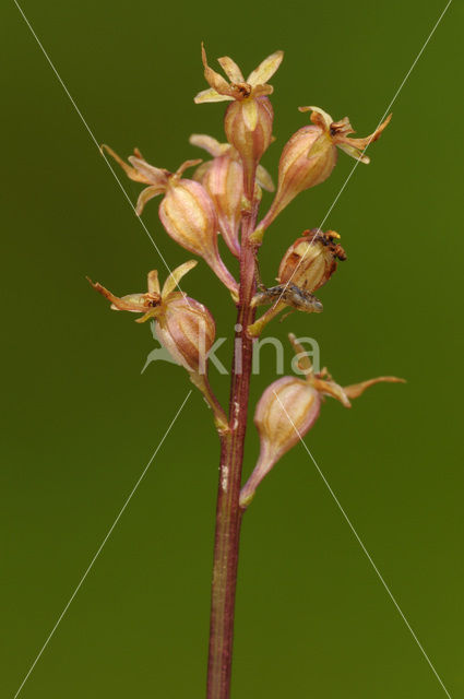 Lesser Twayblade (Listera cordata)