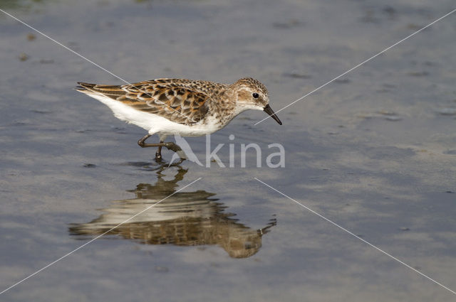 Little Stint (Calidris minuta)