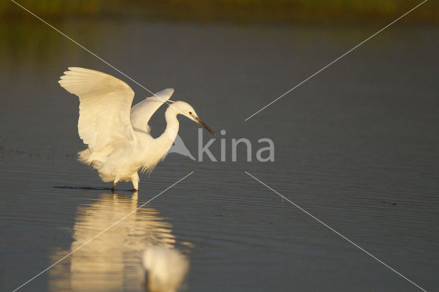 Kleine Zilverreiger (Egretta garzetta)