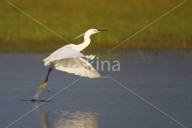 Kleine Zilverreiger (Egretta garzetta)