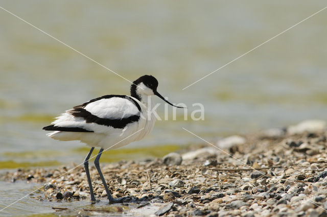 Pied Avocet (Recurvirostra avosetta)