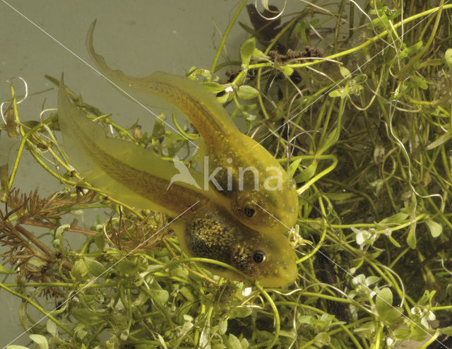 Knoflookpad (Pelobates fuscus)