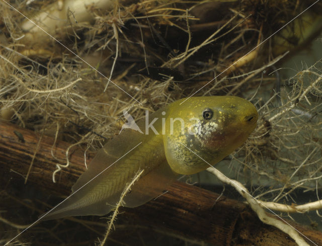 Knoflookpad (Pelobates fuscus)