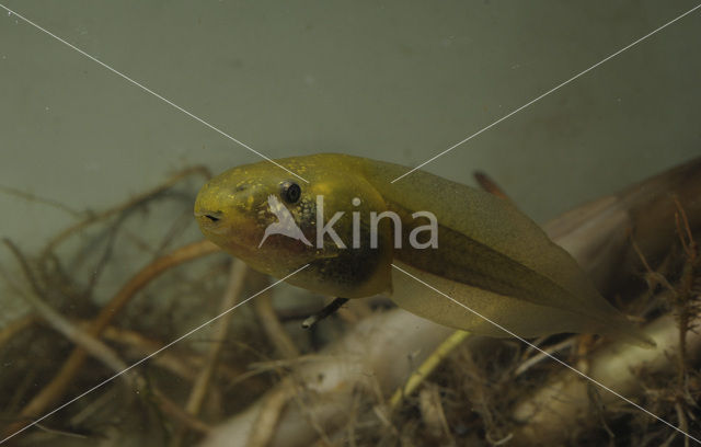 Knoflookpad (Pelobates fuscus)