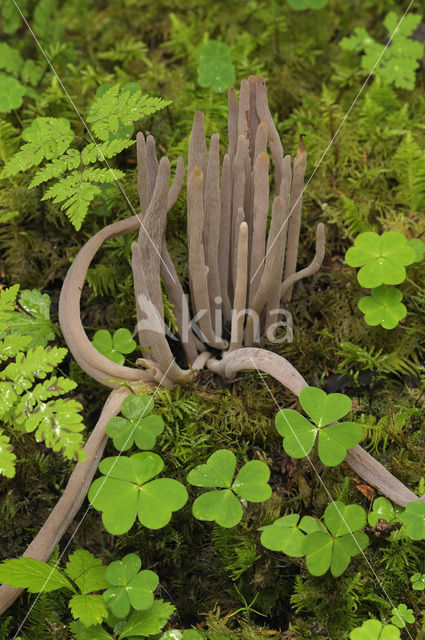 Knotszwam (Clavaria purpurea)