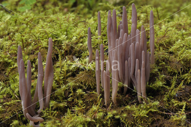 Knotszwam (Clavaria purpurea)