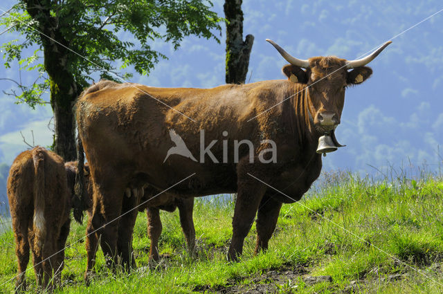 Koe (Bos domesticus)