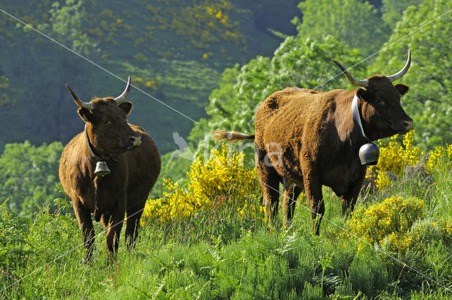 Koe (Bos domesticus)