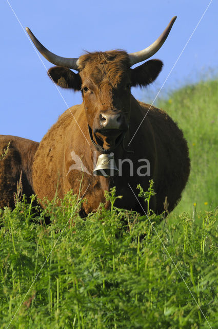 Koe (Bos domesticus)