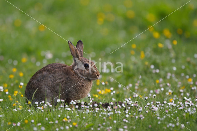 Konijn (Oryctolagus cuniculus)