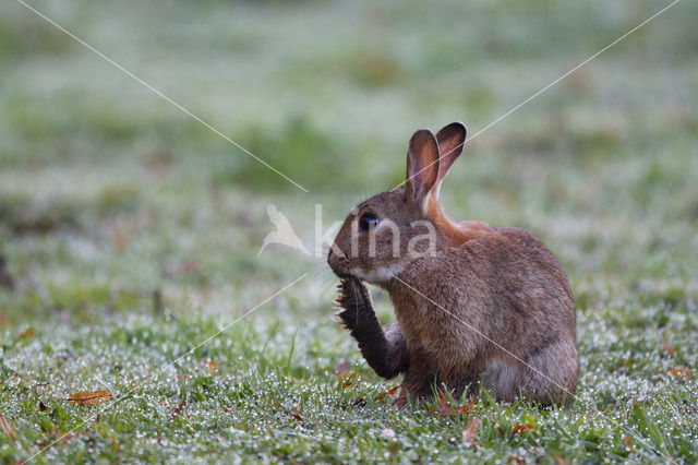 Konijn (Oryctolagus cuniculus)