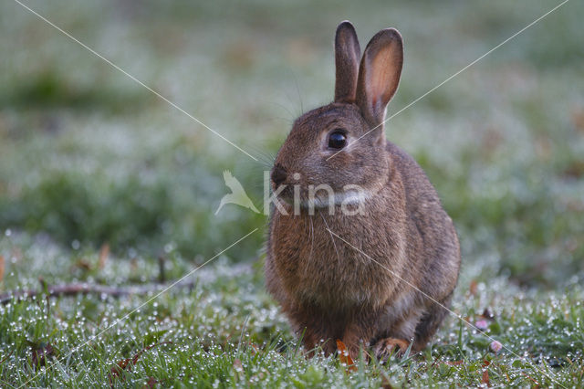 Konijn (Oryctolagus cuniculus)