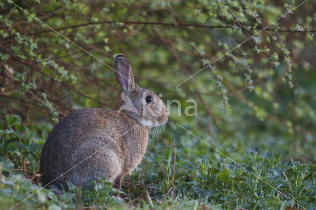 Konijn (Oryctolagus cuniculus)