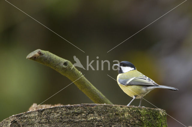 Koolmees (Parus major)