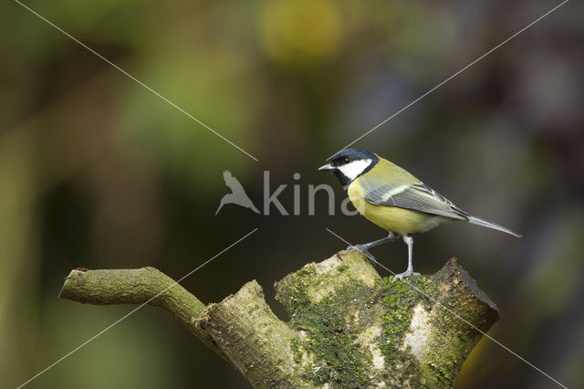 Koolmees (Parus major)