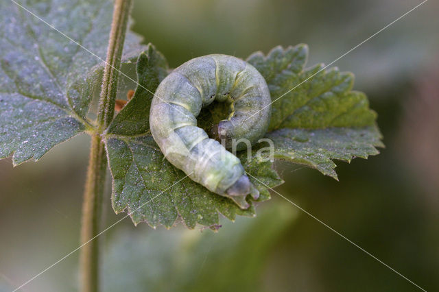 Kooluil (Mamestra brassicae)