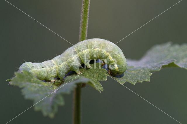 Kooluil (Mamestra brassicae)