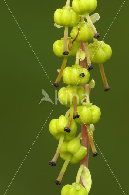 Koraalwortel (Corallorhiza trifida)