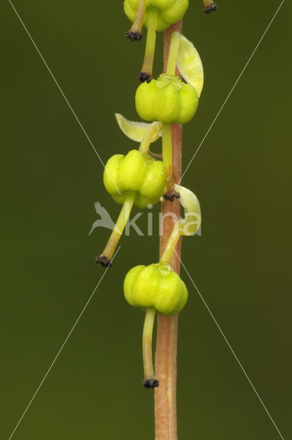 Koraalwortel (Corallorhiza trifida)