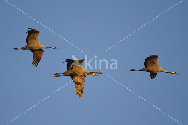 Kraanvogel (Grus grus)