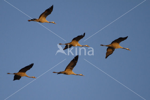 Kraanvogel (Grus grus)