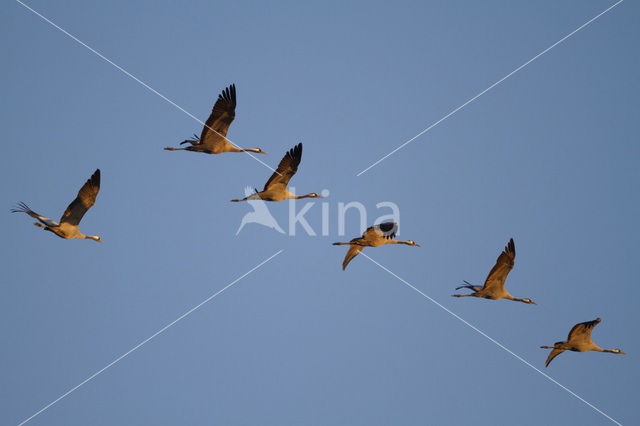 Kraanvogel (Grus grus)