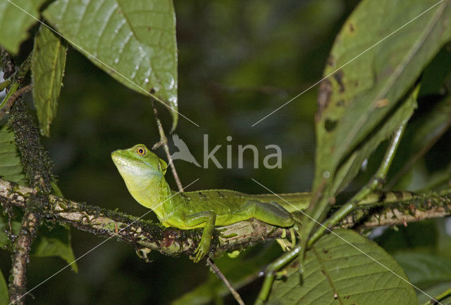 kroonbasilisk (Basiliscus plumifrons)