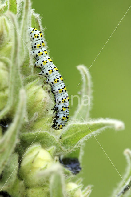 Kuifvlinder (Shargacucullia verbasci)