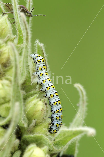 Kuifvlinder (Shargacucullia verbasci)