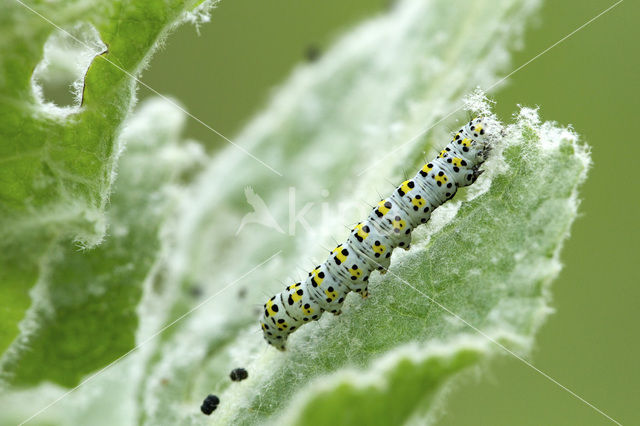 Kuifvlinder (Shargacucullia verbasci)