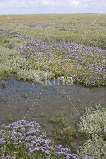 Common Sea Lavender (Limonium vulgare)