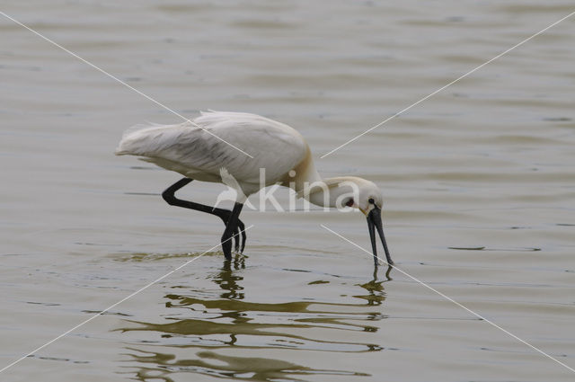 Lepelaar (Platalea leucorodia)