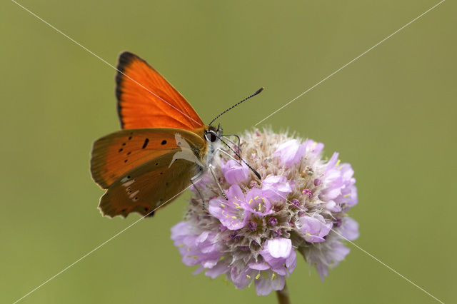 Morgenrood (Lycaena virgaureae)