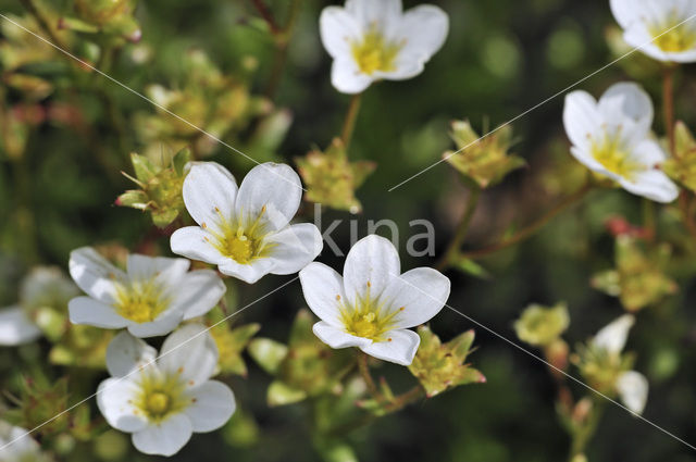 Mossteenbreek (Saxifraga hypnoides)