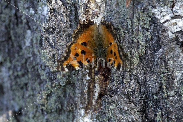 Oostelijke vos (Nymphalis xanthomelas)