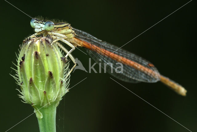 Oranje breedscheenjuffer (Platycnemis acutipennis )