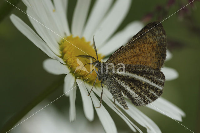 Oranje bremspanner (Isturgia limbaria)