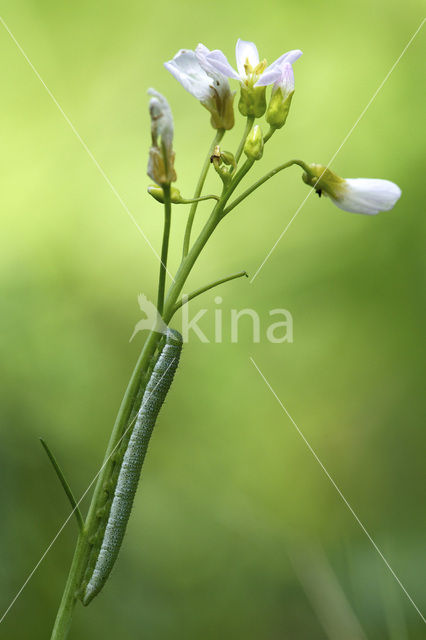 Oranjetipje (Anthocharis cardamines)