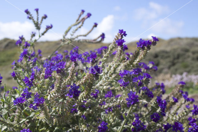 Ossentong (Anchusa azurea Dropmore)