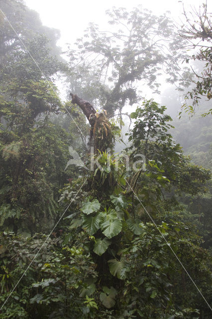 Parque Nacional Monteverde