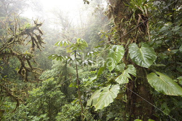 Parque Nacional Monteverde