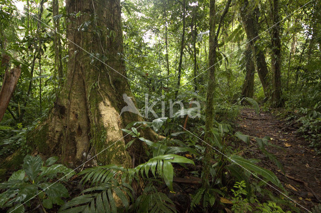 Parque Nacional Volcán Arenal